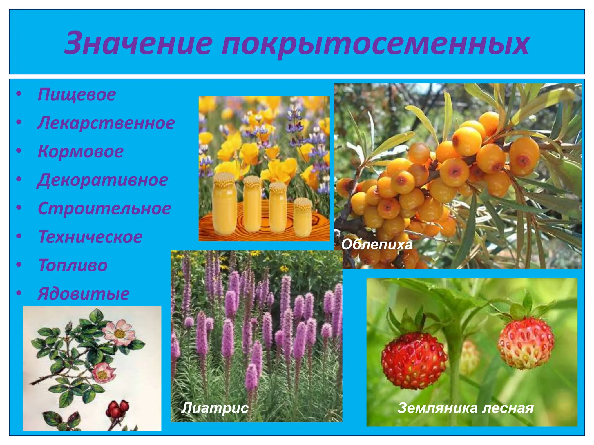 Значение покрытосеменных
• Пищевое
• Лекарственное
• Кормовое
• Декоративное
• Строительное
• Техническое
• Топливо
• Ядовитые
Лиатрис Земляника лесная
Облепиха
 