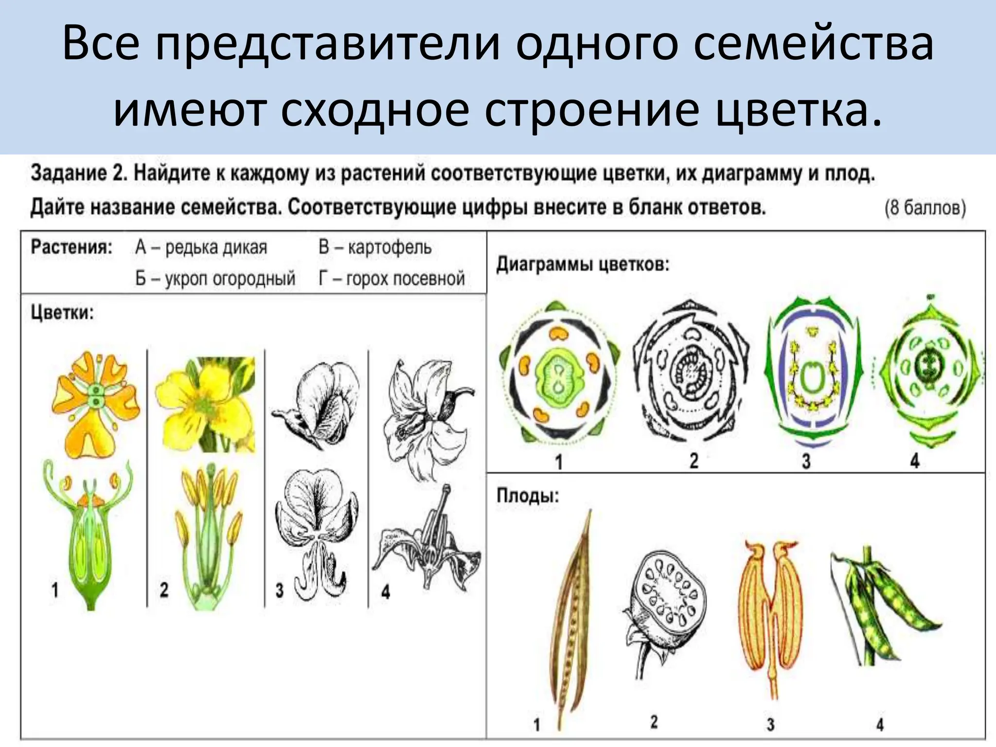 Все представители одного семейства
имеют сходное строение цветка.
 