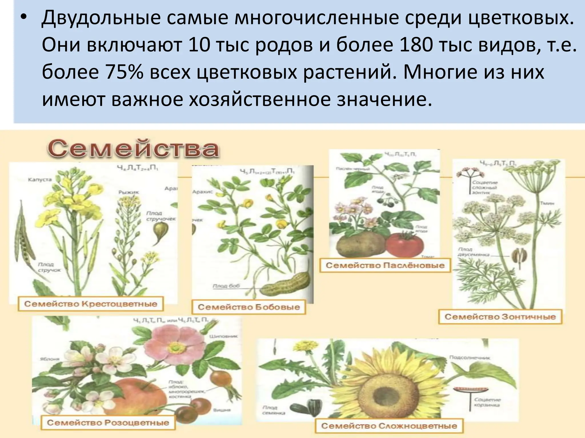 • Двудольные самые многочисленные среди цветковых.
Они включают 10 тыс родов и более 180 тыс видов, т.е.
более 75% всех цветковых растений. Многие из них
имеют важное хозяйственное значение.
 