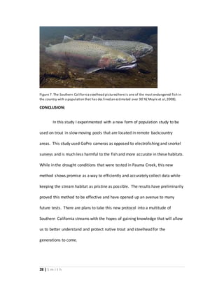 28 | S m i t h
Figure 7. The Southern Californiasteelhead pictured here is one of the most endangered fish in
the country with a population that has declined an estimated over 90 %( Moyle et al,2008).
CONCLUSION:
In this study I experimented with a new form of population study to be
used on trout in slow moving pools that are located in remote backcountry
areas. This study used GoPro cameras as opposed to electrofishing and snorkel
surveys and is much less harmful to the fish and more accurate in these habitats.
While in the drought conditions that were tested in Pauma Creek, this new
method shows promise as a way to efficiently and accurately collect data while
keeping the stream habitat as pristine as possible. The results have preliminarily
proved this method to be effective and have opened up an avenue to many
future tests. There are plans to take this new protocol into a multitude of
Southern California streams with the hopes of gaining knowledge that will allow
us to better understand and protect native trout and steelhead for the
generations to come.
 
