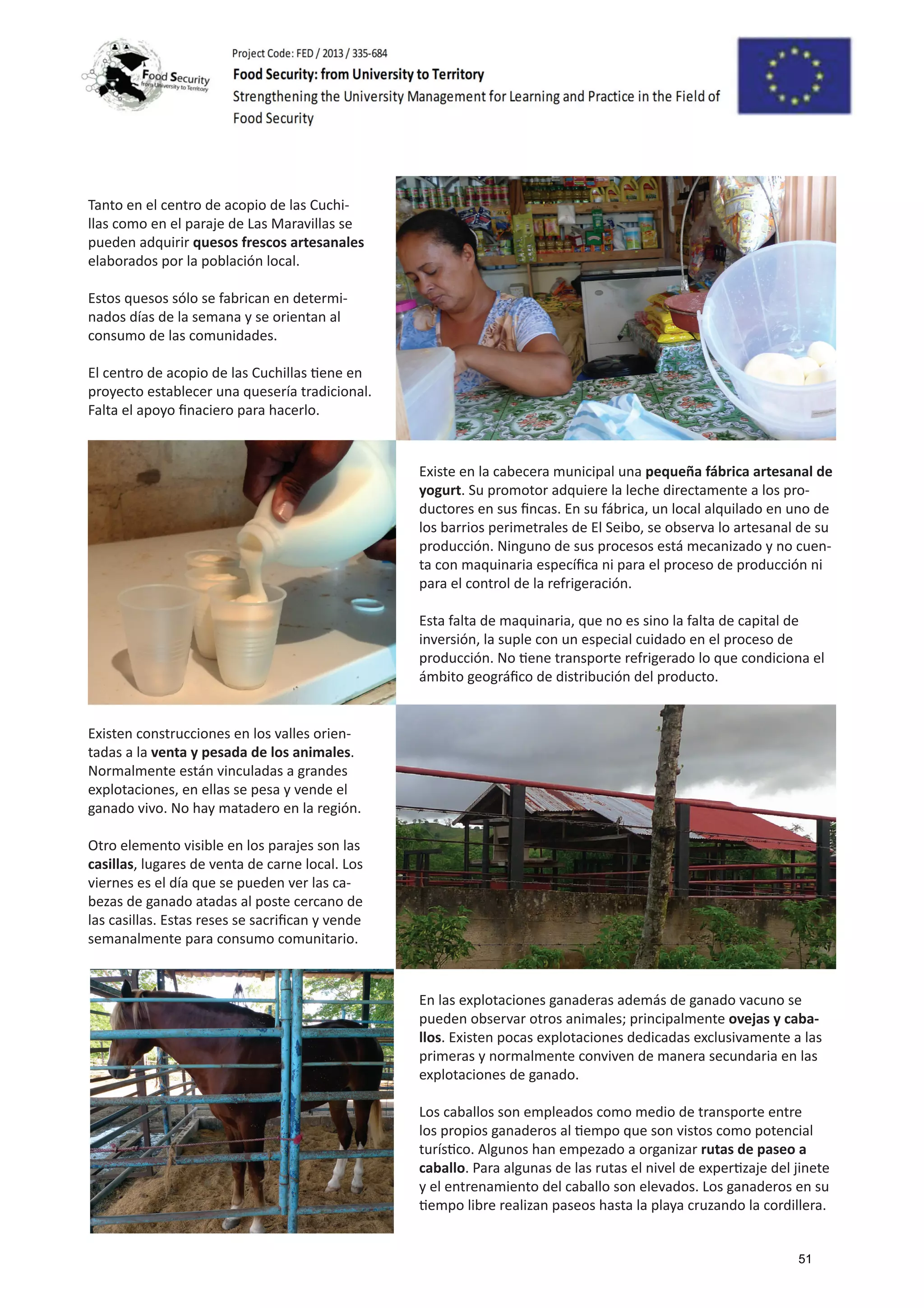 Tanto en el centro de acopio de las Cuchi-
llas como en el paraje de Las Maravillas se
pueden adquirir quesos frescos artesanales
elaborados por la población local.
Estos quesos sólo se fabrican en determi-
nados días de la semana y se orientan al
consumo de las comunidades.
El centro de acopio de las Cuchillas tiene en
proyecto establecer una quesería tradicional.
Falta el apoyo finaciero para hacerlo.
Existen construcciones en los valles orien-
tadas a la venta y pesada de los animales.
Normalmente están vinculadas a grandes
explotaciones, en ellas se pesa y vende el
ganado vivo. No hay matadero en la región.
Otro elemento visible en los parajes son las
casillas, lugares de venta de carne local. Los
viernes es el día que se pueden ver las ca-
bezas de ganado atadas al poste cercano de
las casillas. Estas reses se sacrifican y vende
semanalmente para consumo comunitario.
En las explotaciones ganaderas además de ganado vacuno se
pueden observar otros animales; principalmente ovejas y caba-
llos. Existen pocas explotaciones dedicadas exclusivamente a las
primeras y normalmente conviven de manera secundaria en las
explotaciones de ganado.
Los caballos son empleados como medio de transporte entre
los propios ganaderos al tiempo que son vistos como potencial
turístico. Algunos han empezado a organizar rutas de paseo a
caballo. Para algunas de las rutas el nivel de expertizaje del jinete
y el entrenamiento del caballo son elevados. Los ganaderos en su
tiempo libre realizan paseos hasta la playa cruzando la cordillera.
Existe en la cabecera municipal una pequeña fábrica artesanal de
yogurt. Su promotor adquiere la leche directamente a los pro-
ductores en sus fincas. En su fábrica, un local alquilado en uno de
los barrios perimetrales de El Seibo, se observa lo artesanal de su
producción. Ninguno de sus procesos está mecanizado y no cuen-
ta con maquinaria específica ni para el proceso de producción ni
para el control de la refrigeración.
Esta falta de maquinaria, que no es sino la falta de capital de
inversión, la suple con un especial cuidado en el proceso de
producción. No tiene transporte refrigerado lo que condiciona el
ámbito geográfico de distribución del producto.
51
 