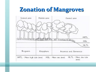 Zonation of MangrovesZonation of Mangroves
 