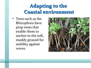 Adapting to theAdapting to the
Coastal environmentCoastal environment
• Trees such as the
Rhizophora have
prop roots that
enable them to
anchor to the soft,
muddy ground for
stability against
waves.
 