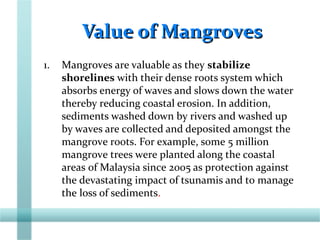 Value of MangrovesValue of Mangroves
1. Mangroves are valuable as they stabilize
shorelines with their dense roots system which
absorbs energy of waves and slows down the water
thereby reducing coastal erosion. In addition,
sediments washed down by rivers and washed up
by waves are collected and deposited amongst the
mangrove roots. For example, some 5 million
mangrove trees were planted along the coastal
areas of Malaysia since 2005 as protection against
the devastating impact of tsunamis and to manage
the loss of sediments.
 