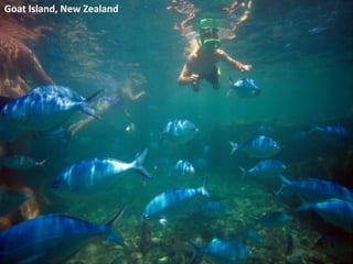 Goat Island, New Zealand
 