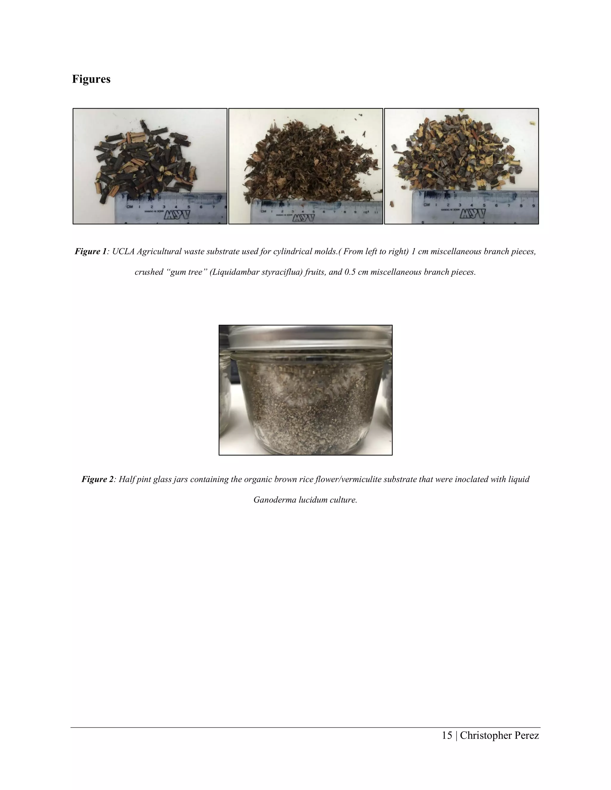 15 | Christopher Perez
Figures
Figure 1: UCLA Agricultural waste substrate used for cylindrical molds.( From left to right) 1 cm miscellaneous branch pieces,
crushed “gum tree” (Liquidambar styraciflua) fruits, and 0.5 cm miscellaneous branch pieces.
Figure 2: Half pint glass jars containing the organic brown rice flower/vermiculite substrate that were inoclated with liquid
Ganoderma lucidum culture.
 