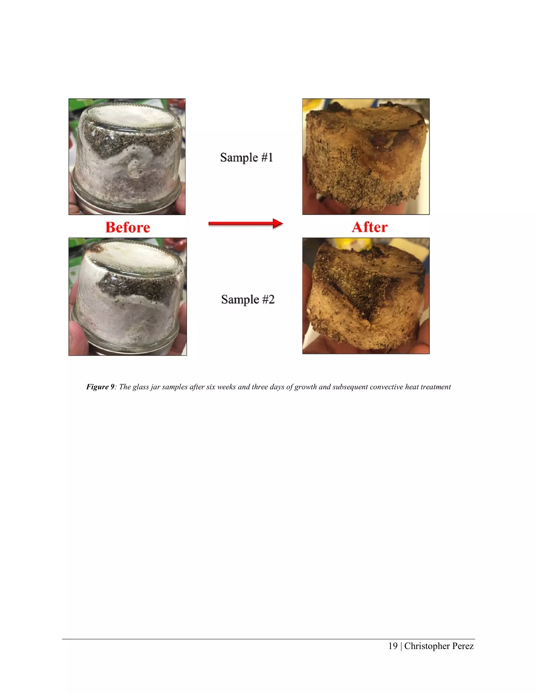 19 | Christopher Perez
Figure 9: The glass jar samples after six weeks and three days of growth and subsequent convective heat treatment
 