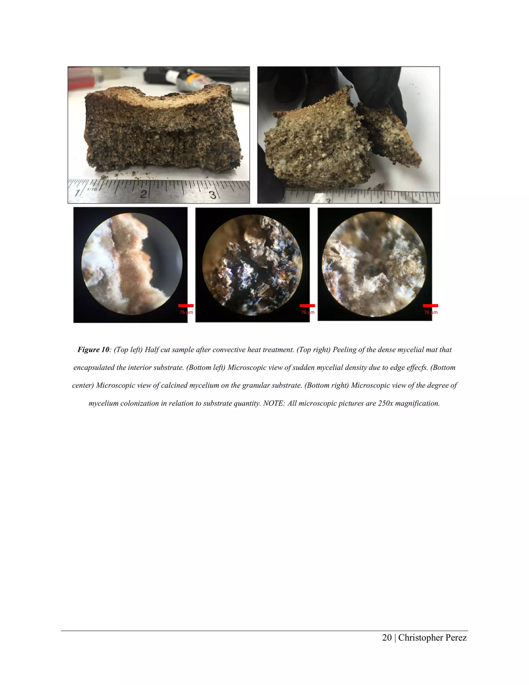 20 | Christopher Perez
Figure 10: (Top left) Half cut sample after convective heat treatment. (Top right) Peeling of the dense mycelial mat that
encapsulated the interior substrate. (Bottom left) Microscopic view of sudden mycelial density due to edge effecfs. (Bottom
center) Microscopic view of calcined mycelium on the granular substrate. (Bottom right) Microscopic view of the degree of
mycelium colonization in relation to substrate quantity. NOTE: All microscopic pictures are 250x magnification.
76 μm 76 μm 76 μm
 