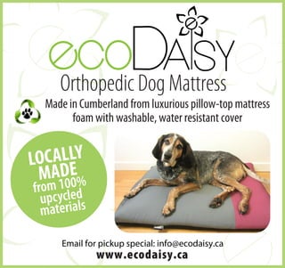 Orthopedic Dog Mattress
Made in Cumberland from luxurious pillow-top mattress
foam with washable, water resistant cover
www.ecodaisy.ca
LOCALLY
MADE
from 100%
upcycled
materials
Email for pickup special: info@ecodaisy.ca
 