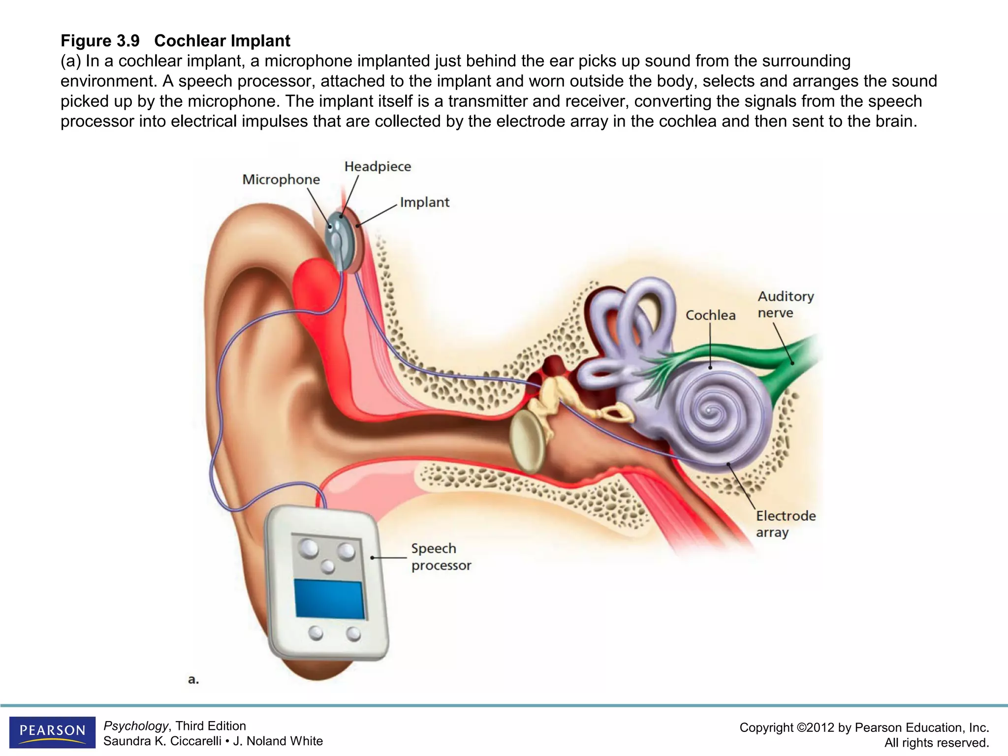 Cochlear Microphonics Examples PSYC1101 Chapter 3 Powerpoint | PPT