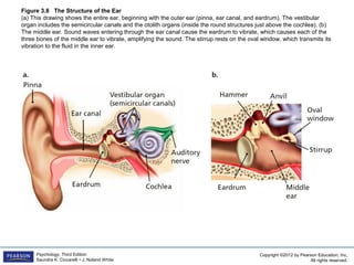 PSYC1101 Chapter 3 Powerpoint | PPT