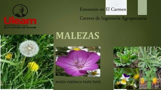 MARÍA VERÓNICA TAIPE TAIPE
Extensión en El Carmen
Carrera de Ingeniería Agropecuaria
MALEZAS
 
