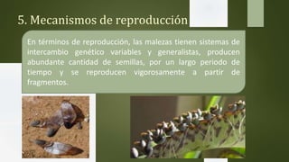 5. Mecanismos de reproducción
En términos de reproducción, las malezas tienen sistemas de
intercambio genético variables y generalistas, producen
abundante cantidad de semillas, por un largo periodo de
tiempo y se reproducen vigorosamente a partir de
fragmentos.
 