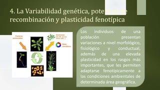4. La Variabilidad genética, potencial de
recombinación y plasticidad fenotípica
Los individuos de una
población presentan
variaciones a nivel morfológico,
fisiológico y conductual,
además de una elevada
plasticidad en los rasgos más
importantes, que les permiten
adaptarse fenotípicamente a
las condiciones ambientales de
determinada área geográfica.
 