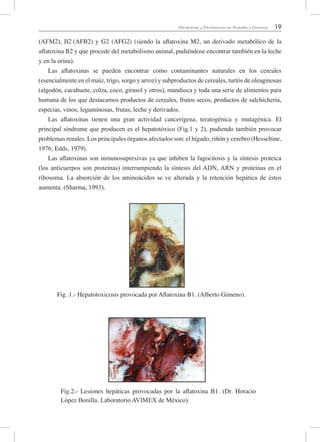 19Micotoxinas y Micotoxicosis en Animales y Humanos
(AFM2), B2 (AFB2) y G2 (AFG2) (siendo la aflatoxina M2, un derivado metabólico de la
aflatoxina B2 y que procede del metabolismo animal, pudiéndose encontrar también en la leche
y en la orina).
Las aflatoxinas se pueden encontrar como contaminantes naturales en los cereales
(esencialmente en el maíz, trigo, sorgo y arroz) y subproductos de cereales, turtós de oleaginosas
(algodón, cacahuete, colza, coco, girasol y otros), mandioca y toda una serie de alimentos para
humana de los que destacamos productos de cereales, frutos secos, productos de salchichería,
especias, vinos, leguminosas, frutas, leche y derivados.
Las aflatoxinas tienen una gran actividad cancerígena, teratogénica y mutagénica. El
principal síndrome que producen es el hepatotóxico (Fig.1 y 2), pudiendo también provocar
problemas renales. Los principales órganos afectados son: el hígado, riñón y cerebro (Hesseltine,
1976; Edds, 1979).
Las aflatoxinas son inmunosupresivas ya que inhiben la fagocitosis y la síntesis proteica
(los anticuerpos son proteínas) interrumpiendo la síntesis del ADN, ARN y proteínas en el
ribosoma. La absorción de los aminoácidos se ve alterada y la retención hepática de éstos
aumenta. (Sharma, 1993).
Fig. 1.- Hepatotoxicosis provocada por Aflatoxina B1. (Alberto Gimeno).
Fig.2.- Lesiones hepáticas provocadas por la aflatoxina B1. (Dr. Horacio
López Bonilla. Laboratorio AVIMEX de México).
 