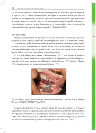 20 Micotoxinas y Micotoxicosis en Animales y Humanos
De una forma indirecta a través de la inmunosupresión, las aflatoxinas pueden perjudicar
la reproducción. El efecto inmunosupresivo predispone al organismo animal para que sea
invadido por microorganismos patógenos, algunos de los cuales pueden dar lugar a problemas
de mamitis, agalactia y metritis. Parece ser que estas micotoxinas pueden producir alteraciones
espermáticas en verracos, con una disminución en la concentración y supervivencia de los
espermatozoides y un aumento de éstos anormales (Picha et al., 1986)
2.2.- Ocratoxinas
Producidas esencialmente por Aspergillus ochraceus, Penicillium viridicatum y Penicillium
cyclopium. Existen 7 tipos de ocratoxinas, sin embargo la más tóxica es la ocratoxina A (OTA).
La ocratoxinaApuede encontrase como contaminante natural en los cereales (esencialmente
la cebada y arroz), subproductos de cereales, harina y turtó de cacahuete y en una serie de
alimentos para humanos como son, granos de café crudo, legumbres, quesos, carnes ahumadas
(jamón, tocino, embutidos), vinos y otros géneros alimenticios.
El principal síndrome que produce es el nefrotóxico (Fig. 3) pero también se producen
trastornos en el hígado dando lugar a una acumulación de glucógeno en los tejidos hepático y
muscular. Los órganos afectados son: el hígado y el riñón (Carlton, 1979; Gimeno y Martins,
1982). Las ocratoxinas son inmunosupresivas (Sharma, 1993).
Fig.3.- Lesiones renales provocadas por una contaminación con ocratoxina A. (Dr. Douglas
Zaviezo. SPECIAL NUTRIENTS de USA).
En cerdos, la ocratoxina A puede afectar la calidad del semen del verraco y la producción
espermática. Durante la espermatogénesis, la micotoxina altera la estabilidad de la membrana
del espermatozoide debido a su potente acción inhibidora de la síntesis proteica (Solti et al.,
1999). Otros estudios revelan que la OTA puede disminuir el volumen del eyaculado y producir
una alteración en la motilidad y viabilidad del espermatozoide (Biro et al., 2003).
 