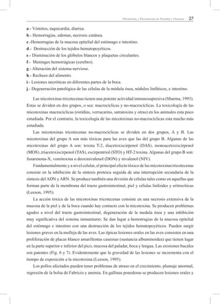27Micotoxinas y Micotoxicosis en Animales y Humanos
a.- Vómitos, taquicardia, diarrea.
b.- Hemorragias, edemas, necrosis cutánea.
c.-Hemorragias de la mucosa epitelial del estómago e intestino.
d.- Destrucción de los tejidos hematopoyéticos.
e.- Disminución de los glóbulos blancos y plaquetas circulantes.
f.- Meninges hemorrágicas (cerebro).
g.- Alteración del sistema nervioso.
h.- Rechazo del alimento.
i.- Lesiones necróticas en diferentes partes de la boca.
j.- Degeneración patológica de las células de la médula ósea, nódulos linfáticos, e intestino.
Las micotoxinas tricotecenas tienen una potente actividad inmunosupresiva (Sharma, 1993).
Estas se dividen en dos grupos, o sea: macrocíclicas y no-macrocíclicas. La toxicología de las
micotoxinas macrocíclicas (roridins, verrucarins, satratoxins y otras) en los animales esta poco
estudiada. Por el contrario, la toxicología de las micotoxinas no-macrocíclicas esta mucho más
estudiada.
Las micotoxinas tricotecenas no-macrocíclicas se dividen en dos grupos, A y B. Las
micotoxinas del grupo A son más tóxicas para las aves que las del grupo B. Algunas de las
micotoxinas del grupo A son: toxina T-2, diacetoxiscirpenol (DAS), monoacetoxiscirpenol
(MOS), triacetoxiscirpenol (TAS), escirpentriol (STO) y HT-2 toxina. Algunas del grupo B son:
fusarenona-X, vomitoxina o deoxinivalenol (DON) y nivalenol (NIV).
Fundamentalmente y a nivel celular, el principal efecto tóxico de las micotoxinas tricotecenas
consiste en la inhibición de la síntesis proteica seguida de una interrupción secundaria de la
síntesis delADN yARN. Se produce también una división de células tales como en aquellas que
forman parte de la membrana del tracto gastrointestinal, piel y células linfoides y eritrocíticas
(Leeson, 1995).
La acción tóxica de las micotoxinas tricotecenas consiste en una necrosis extensiva de la
mucosa de la piel y de la boca cuando hay contacto con la micotoxina. Se producen problemas
agudos a nivel del tracto gastrointestinal, degeneración de la medula ósea y una inhibición
muy significativa del sistema inmunitario. Se dan lugar a hemorragias de la mucosa epitelial
del estómago e intestino con una destrucción de los tejidos hematopoyéticos. Pueden surgir
lesiones graves en la molleja de las aves. Las típicas lesiones orales en las aves consisten en una
proliferación de placas blanco amarillentas caseosas (sustancia albuminoidea) que tienen lugar
en la parte superior e inferior del pico, mucosa del paladar, boca y lengua. Las erosiones bucales
son patentes (Fig. 6 y 7). Evidentemente que la gravedad de las lesiones se incrementa con el
tiempo de exposición a la micotoxina (Leeson, 1995).
Los pollos afectados pueden tener problemas de atraso en el crecimiento, plumaje anormal,
regresión de la bolsa de Fabricio y anemia. En gallinas ponedoras se producen lesiones orales y
 