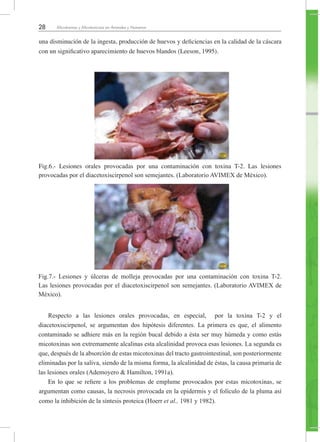 28 Micotoxinas y Micotoxicosis en Animales y Humanos
una disminución de la ingesta, producción de huevos y deficiencias en la calidad de la cáscara
con un significativo aparecimiento de huevos blandos (Leeson, 1995).
Fig.6.- Lesiones orales provocadas por una contaminación con toxina T-2. Las lesiones
provocadas por el diacetoxiscirpenol son semejantes. (Laboratorio AVIMEX de México).
Fig.7.- Lesiones y úlceras de molleja provocadas por una contaminación con toxina T-2.
Las lesiones provocadas por el diacetoxiscirpenol son semejantes. (Laboratorio AVIMEX de
México).
Respecto a las lesiones orales provocadas, en especial, por la toxina T-2 y el
diacetoxiscirpenol, se argumentan dos hipótesis diferentes. La primera es que, el alimento
contaminado se adhiere más en la región bucal debido a ésta ser muy húmeda y como estás
micotoxinas son extremamente alcalinas esta alcalinidad provoca esas lesiones. La segunda es
que, después de la absorción de estas micotoxinas del tracto gastrointestinal, son posteriormente
eliminadas por la saliva, siendo de la misma forma, la alcalinidad de éstas, la causa primaria de
las lesiones orales (Ademoyero & Hamilton, 1991a).
En lo que se refiere a los problemas de emplume provocados por estas micotoxinas, se
argumentan como causas, la necrosis provocada en la epidermis y el folículo de la pluma así
como la inhibición de la síntesis proteica (Hoerr et al., 1981 y 1982).
 