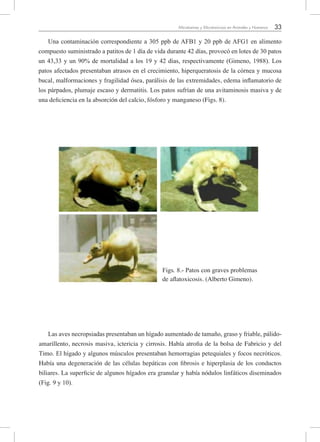 33Micotoxinas y Micotoxicosis en Animales y Humanos
Una contaminación correspondiente a 305 ppb de AFB1 y 20 ppb de AFG1 en alimento
compuesto suministrado a patitos de 1 día de vida durante 42 días, provocó en lotes de 30 patos
un 43,33 y un 90% de mortalidad a los 19 y 42 días, respectivamente (Gimeno, 1988). Los
patos afectados presentaban atrasos en el crecimiento, hiperqueratosis de la córnea y mucosa
bucal, malformaciones y fragilidad ósea, parálisis de las extremidades, edema inflamatorio de
los párpados, plumaje escaso y dermatitis. Los patos sufrían de una avitaminosis masiva y de
una deficiencia en la absorción del calcio, fósforo y manganeso (Figs. 8).
Las aves necropsiadas presentaban un hígado aumentado de tamaño, graso y friable, pálido-
amarillento, necrosis masiva, ictericia y cirrosis. Había atrofia de la bolsa de Fabricio y del
Timo. El hígado y algunos músculos presentaban hemorragias petequiales y focos necróticos.
Había una degeneración de las células hepáticas con fibrosis e hiperplasia de los conductos
biliares. La superficie de algunos hígados era granular y había nódulos linfáticos diseminados
(Fig. 9 y 10).
Figs. 8.- Patos con graves problemas
de aflatoxicosis. (Alberto Gimeno).
 