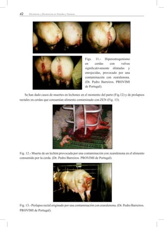 42 Micotoxinas y Micotoxicosis en Animales y Humanos
Se han dado casos de muertes en lechones en el momento del parto (Fig.12) y de prolapsos
rectales en cerdas que consumían alimento contaminado con ZEN (Fig. 13).
Fig. 12.- Muerte de un lechón provocada por una contaminación con zearalenona en el alimento
consumido por la cerda. (Dr. Pedro Barreiros. PROVIMI de Portugal).
Fig. 13.- Prolapso rectal originado por una contaminación con zearalenona. (Dr. Pedro Barreiros.
PROVIMI de Portugal).
Figs. 11.- Hiperestrogenismo
en cerdas con vulvas
significativamente dilatadas y
enrojecidas, provocado por una
contaminación con zearalenona.
(Dr. Pedro Barreiros. PROVIMI
de Portugal).
 