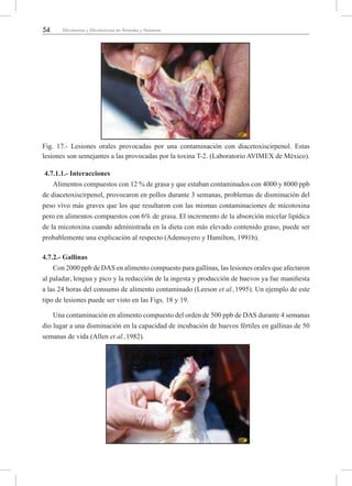 54 Micotoxinas y Micotoxicosis en Animales y Humanos
Fig. 17.- Lesiones orales provocadas por una contaminación con diacetoxiscirpenol. Estas
lesiones son semejantes a las provocadas por la toxina T-2. (Laboratorio AVIMEX de México).
4.7.1.1.- Interacciones
Alimentos compuestos con 12 % de grasa y que estaban contaminados con 4000 y 8000 ppb
de diacetoxiscirpenol, provocaron en pollos durante 3 semanas, problemas de disminución del
peso vivo más graves que los que resultaron con las mismas contaminaciones de micotoxina
pero en alimentos compuestos con 6% de grasa. El incremento de la absorción micelar lipídica
de la micotoxina cuando administrada en la dieta con más elevado contenido graso, puede ser
probablemente una explicación al respecto (Ademoyero y Hamilton, 1991b).
4.7.2.- Gallinas
Con 2000 ppb de DAS en alimento compuesto para gallinas, las lesiones orales que afectaron
al paladar, lengua y pico y la reducción de la ingesta y producción de huevos ya fue manifiesta
a las 24 horas del consumo de alimento contaminado (Leeson et al.,1995). Un ejemplo de este
tipo de lesiones puede ser visto en las Figs. 18 y 19.
Una contaminación en alimento compuesto del orden de 500 ppb de DAS durante 4 semanas
dio lugar a una disminución en la capacidad de incubación de huevos fértiles en gallinas de 50
semanas de vida (Allen et al.,1982).
 