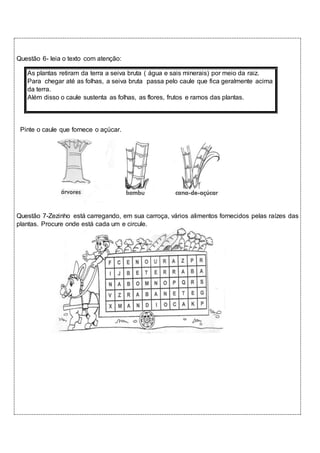 Questão 6- leia o texto com atenção: 
As plantas retiram da terra a seiva bruta ( água e sais minerais) por meio da raiz. 
Para chegar até as folhas, a seiva bruta passa pelo caule que fica geralmente acima 
da terra. 
Além disso o caule sustenta as folhas, as flores, frutos e ramos das plantas. 
Pinte o caule que fornece o açúcar. 
Questão 7-Zezinho está carregando, em sua carroça, vários alimentos fornecidos pelas raízes das 
plantas. Procure onde está cada um e circule. 
 