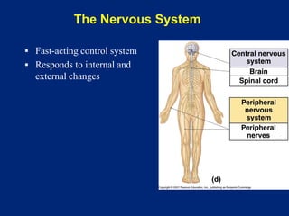The Nervous System
▪ Fast-acting control system
▪ Responds to internal and
external changes
 