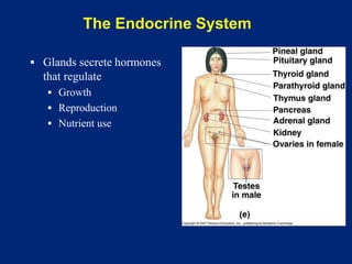The Endocrine System
▪ Glands secrete hormones
that regulate
▪ Growth
▪ Reproduction
▪ Nutrient use
 