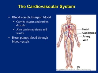The Cardiovascular System
▪ Blood vessels transport blood
▪ Carries oxygen and carbon
dioxide
▪ Also carries nutrients and
wastes
▪ Heart pumps blood through
blood vessels
Figure 1-2(f)
 