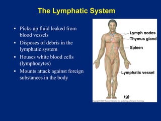 The Lymphatic System
▪ Picks up fluid leaked from
blood vessels
▪ Disposes of debris in the
lymphatic system
▪ Houses white blood cells
(lymphocytes)
▪ Mounts attack against foreign
substances in the body
 