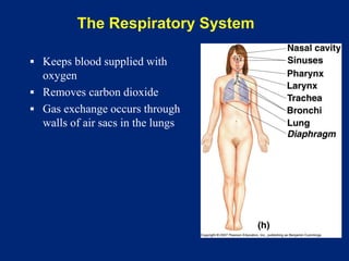 The Respiratory System
▪ Keeps blood supplied with
oxygen
▪ Removes carbon dioxide
▪ Gas exchange occurs through
walls of air sacs in the lungs
 