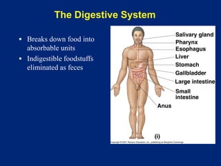The Digestive System
▪ Breaks down food into
absorbable units
▪ Indigestible foodstuffs
eliminated as feces
 