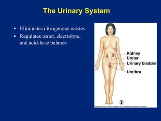 The Urinary System
▪ Eliminates nitrogenous wastes
▪ Regulates water, electrolyte,
and acid-base balance
 