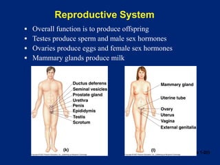 Reproductive System
Figure 1-2(l)
▪ Overall function is to produce offspring
▪ Testes produce sperm and male sex hormones
▪ Ovaries produce eggs and female sex hormones
▪ Mammary glands produce milk
 