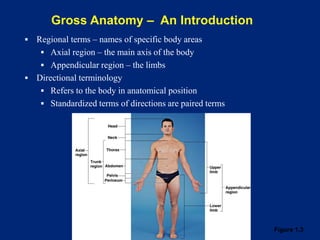 Gross Anatomy – An Introduction
Figure 1.3
▪ Regional terms – names of specific body areas
▪ Axial region – the main axis of the body
▪ Appendicular region – the limbs
▪ Directional terminology
▪ Refers to the body in anatomical position
▪ Standardized terms of directions are paired terms
 