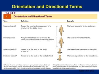 Orientation and Directional Terms
Table 1.1 (1 of 3)
 