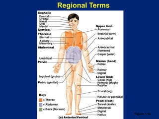 Regional Terms
Figure 1.4a
 