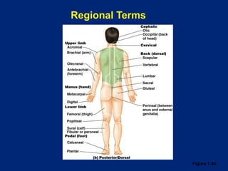 Regional Terms
Figure 1.4b
 