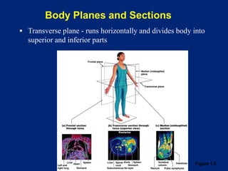 Body Planes and Sections
▪ Transverse plane - runs horizontally and divides body into
superior and inferior parts
Figure 1.5
 