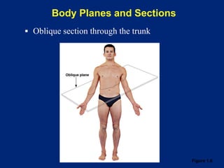 Figure 1.6
Body Planes and Sections
▪ Oblique section through the trunk
 