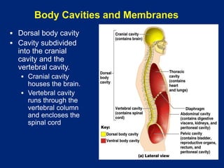 Body Cavities and Membranes
▪ Dorsal body cavity
▪ Cavity subdivided
into the cranial
cavity and the
vertebral cavity.
▪ Cranial cavity
houses the brain.
▪ Vertebral cavity
runs through the
vertebral column
and encloses the
spinal cord
 