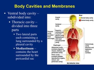 Body Cavities and Membranes
▪ Ventral body cavity –
subdivided into:
▪ Thoracic cavity –
divided into three
parts
▪ Two lateral parts
each containing a
lung surrounded by a
pleural cavity
▪ Mediastinum –
contains the heart
surrounded by the
pericardial sac
 