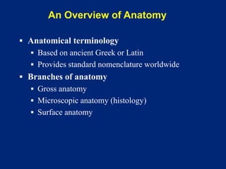 An Overview of Anatomy
▪ Anatomical terminology
▪ Based on ancient Greek or Latin
▪ Provides standard nomenclature worldwide
▪ Branches of anatomy
▪ Gross anatomy
▪ Microscopic anatomy (histology)
▪ Surface anatomy
 