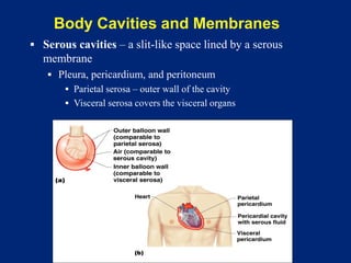 Body Cavities and Membranes
▪ Serous cavities – a slit-like space lined by a serous
membrane
▪ Pleura, pericardium, and peritoneum
▪ Parietal serosa – outer wall of the cavity
▪ Visceral serosa covers the visceral organs
 