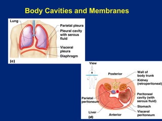 Body Cavities and Membranes
 