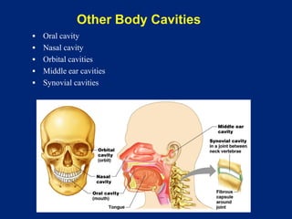 Other Body Cavities
▪ Oral cavity
▪ Nasal cavity
▪ Orbital cavities
▪ Middle ear cavities
▪ Synovial cavities
 