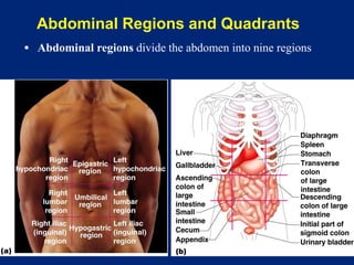 Abdominal Regions and Quadrants
▪ Abdominal regions divide the abdomen into nine regions
 