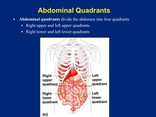 Abdominal Quadrants
▪ Abdominal quadrants divide the abdomen into four quadrants
▪ Right upper and left upper quadrants
▪ Right lower and left lower quadrants
 