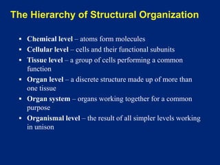 The Hierarchy of Structural Organization
▪ Chemical level – atoms form molecules
▪ Cellular level – cells and their functional subunits
▪ Tissue level – a group of cells performing a common
function
▪ Organ level – a discrete structure made up of more than
one tissue
▪ Organ system – organs working together for a common
purpose
▪ Organismal level – the result of all simpler levels working
in unison
 