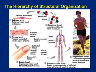 The Hierarchy of Structural Organization
Figure 1.1
 